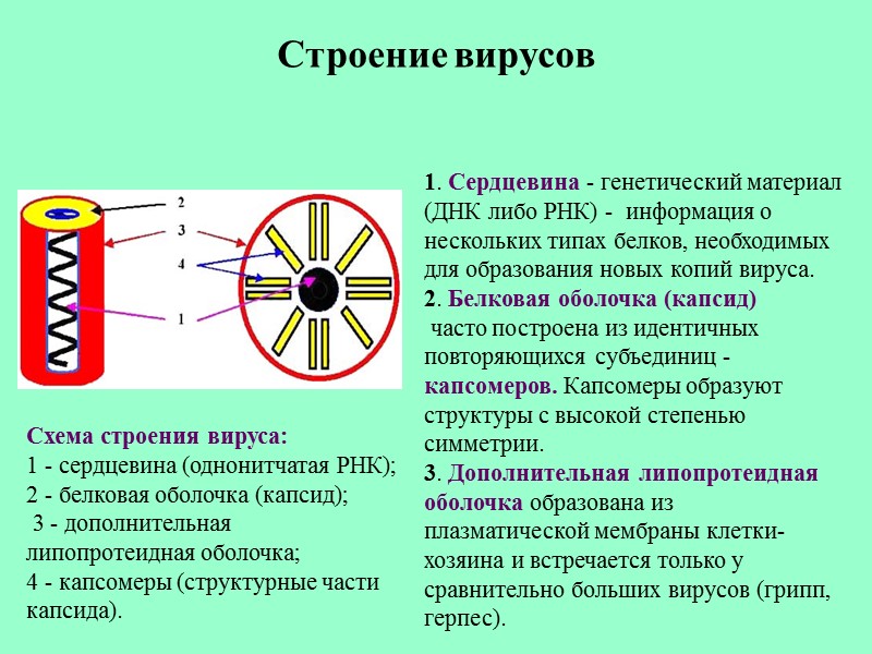 Строение вирусов Схема строения вируса:  1 - сердцевина (однонитчатая РНК);  2 -